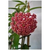 Mum Çiçeği Kırmızı Hoya Carnosa Kokulu 10-20 Cm
