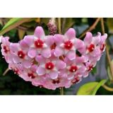 Mum Çiçeği Pembe Ev Salon Bitkisi Fidanı, 10-15 cm