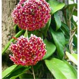 Mum Çiçeği Pembe(Fuşya)(Hoya Carnosa) Kokulu 1.kalite 9 cm Saksıda