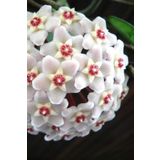 Mum Çiçeği Ruhban Beyaz 10-15Cm Salon Balkon Bitkisi