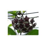 Mum Çiçeği (Siyah) Renk Kokulu Hoya Carnosa Black Ev Ofis Salon Bitkisi., TYBM9S5TT0ID3DX425
