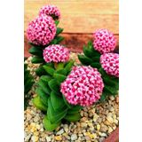 Mum Hoya Çiçeği İç Mekan Ve Balkonda Bakılır Minik 5.5Cm /Şuan Çiçeksizdir