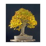 Murat Tohum Bodur Bonsai Sarı Alıç Ağacı Tohumu 10 Adet Tohum