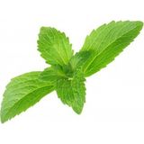 Murat Tohum Stevia Şeker Otu Tohumu 15 Adet Tohum