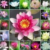 Murat Tohumculuk 4 Farklı Renk Lotus Çiçeği Tohumu Lotus Tohumu + Beyaz + Kırmızı + Sarı +Pembe