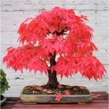 Murat Tohumculuk Bodur Bonsai Acer Rubrum Ağacı Tohumu Ekim Seti + Saksı + Toprak