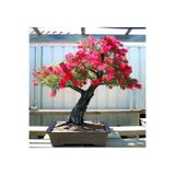 Murat Tohumculuk Bodur Bonsai Callistemon Bonsai Ağacı Tohumu Ekim Seti 5 Adet Tohum +saksı+toprak