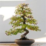 Murat Tohumculuk Bodur Bonsai Cennet Ağacı Tohumu Ekim Seti 5 Adet Tohum + Toprak + Saksı
