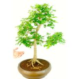 Murat Tohumculuk Bodur Bonsai Çınar Ağacı Tohumu 5 Adet Tohum Ekim Seti + Saksı + Toprak
