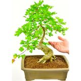 Murat Tohumculuk Bodur Bonsai Çınar Ağacı Tohumu 5 Adet Tohum