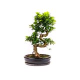 Murat Tohumculuk Bodur Bonsai Defne Ağacı Tohumu Akdeniz Defnesi Tohumu Ekim Seti 3 Adet Tohum + Toprak + Saksı