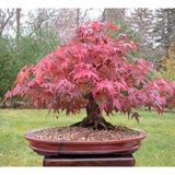 Murat Tohumculuk Bodur Bonsai Flamingo Ağacı Tohumu 5 Adet Tohum Ekim Seti + Toprak + Saksı