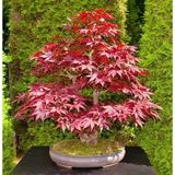 Murat Tohumculuk Bodur Bonsai Flamingo Ağacı Tohumu Ekim Seti 5 Tohum + Toprak + Saksı