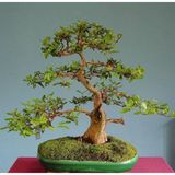 Murat Tohumculuk Bodur Bonsai Hambeles Ağacı Tohumu Murt Meyvesi Ağacı Tohumu 5 Adet Tohum
