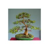 Murat Tohumculuk Bodur Bonsai Hambeles Ağacı Tohumu Murt Meyvesi Tohumu Yetiştirme Kiti