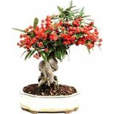 Murat Tohumculuk Bodur Bonsai Kahve Ağacı Tohumu 5 Tohum Ekim Seti + Saksı + Toprak