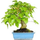 Murat Tohumculuk Bodur Bonsai Karadut Ağacı Tohumu Karadut Tohumu 5 Adet Tohum