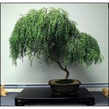 Murat Tohumculuk Bodur Bonsai Kıbrıs Akasya Ağacı Tohumu Ekim Seti 5 Adet Tohum Süpriz Bonsai Ağacı Tohumutoprak Saksı