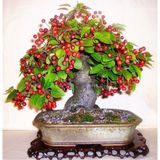 Murat Tohumculuk Bodur Bonsai Kiraz Ağacı Tohumu Ekim Seti 5 Tohum +saksı+toprak