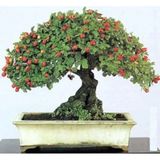 Murat Tohumculuk Bodur Bonsai Kırmızı Alıç Ağacı Tohumu Bonsai Ağacı Tohumu Ekim Seti 5 Adet Tohum +saksı+toprak