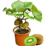 Murat Tohumculuk Bodur Bonsai Kivi Ağacı Tohumu Yeşil Tatlı Kivi Ağacı Tohumu 5 Adet Tohum