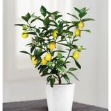 Murat Tohumculuk Bodur Bonsai Limon Ağacı Tohumu Ekim Seti 5 Adet Tohum + Saksı + Toprak