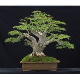 Murat Tohumculuk Bodur Bonsai Meşe Ağacı Tohumu Ekim Seti 3 Adet Tohum + Saksı + Toprak