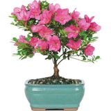 Murat Tohumculuk Bodur Bonsai Orkide Ağacı Tohumu Ekim Seti 5 Adet Tohum + Saksı + Toprak