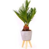 Murat Tohumculuk Bodur Bonsai Palmiye Ağacı Tohum Ekim Seti 3 Adet Tohum + Saksı + Toprak