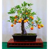 Murat Tohumculuk Bodur Bonsai Portakal Ağacı Tohumu 3 Adet Tohum