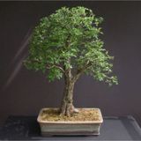 Murat Tohumculuk Bodur Bonsai Sarı Alıç Ağacı Tohumu Alıç Tohumu Ekim Seti 5 Adet Tohum + Saksı + Toprak