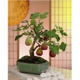 Murat Tohumculuk Bodur Bonsai Siyah Incir Ağacı Tohumu 5 Adet Tohum Ekim Seti + Saksı + Toprak
