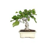 Murat Tohumculuk Bodur Bonsai Yeşil Incir Ağacı Tohumu 5 Adet Tohum