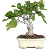 Murat Tohumculuk Bonsai Siyah Incir Ağacı Tohumu 5 Adet Tohum Ekim Seti + Saksı + Toprak