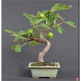Murat Tohumculuk Bonsai Yeşil Incir Ağacı Tohumu 5 Adet Tohum Ekim Seti + Saksı + Toprak
