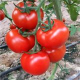 Murat Tohumculuk Eko Paket Erkenci Iri Domates Tohumu Marmande Domates Tohumu 75 Adet Tohum