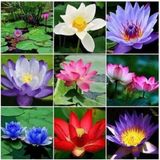 Murat Tohumculuk Expres Tohumculuk 3 Farklı Lotus Çiçeği Tohum Nilüfer Çiçeği Tohumu Lotus Tohumu