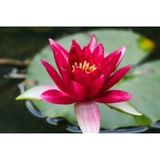 Murat Tohumculuk Kırmızı Lotus Çiçeği Tohum Nilüfer Çiçeği Tohumu 3 Tohum