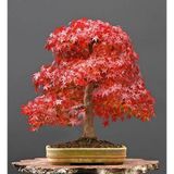 Murat Tohumculuk Murat Tohum Acer Rubrum Bonsai Ağacı Tohumu Kırmızı Akçaağaç Ekim Seti + Saksı + Toprak