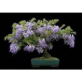 Murat Tohumculuk Murat Tohum Bodur Bonsai Jakaranda Ağacı Tohumu 5 Adet Tohum