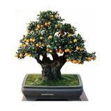 Murat Tohumculuk Murat Tohum Bodur Bonsai Kayısı Ağacı Tohumu Ekim Seti 2 Adet Tohum + Saksı + Toprak
