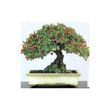 Murat Tohumculuk Murat Tohum Bodur Bonsai Kırmızı Alıç Ağacı Tohumu 5 Adet Tohum