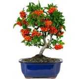 Murat Tohumculuk Murat Tohum Bodur Bonsai Kızılcık Ağacı Tohumu 3 Adet Tohum