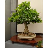 Murat Tohumculuk Murat Tohum Bodur Bonsai Meşe Ağacı Tohumu 3 Adet Tohum