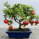 Murat Tohumculuk Murat Tohum Bodur Bonsai Nar Ağacı Tohumu 5 Adet Tohum