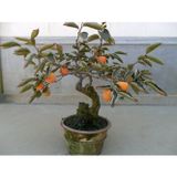 Murat Tohumculuk Murat Tohum Ithal Bodur Bonsai Hurma Ağacı Tohumu 2 Adet Tohum