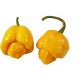 Murat Tohumculuk Murattohumculuk Dünyanın En Acı Biber Tohumu Sarı Renk 5Adet Tohum (Carolina Reaper)