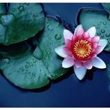 Murat Tohumculuk Pembe Lotus Çiçeği Tohum Nilüfer Çiçeği Tohumu Pembe Lotus Tohumu 3 Tohum