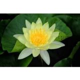 Murat Tohumculuk Sarı Lotus Çiçeği Tohum Nilüfer Çiçeği Tohumu Turuncu Lotus Tohumu 5 Tohum
