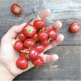Murat Tohumculuk Süper Paket Cherry Acı Kiraz Biber Tohumu Yakantop Acı Biber Tohumu 150 Adet Tohum